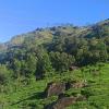 tea dale all rooms with tea estate view