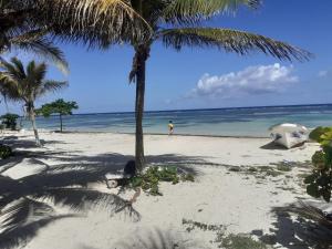 palmeras de mahahual cabanas
