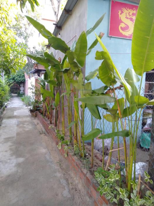pink beach homestay