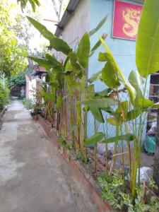 pink beach homestay