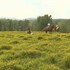 seventy four ranch