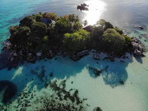 chauve souris relais