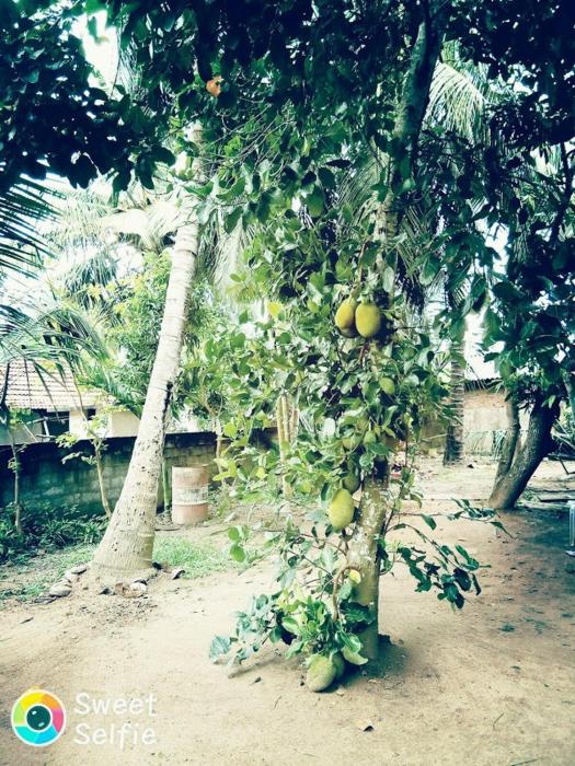 mirissa