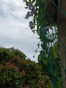 suriya guest home stay mirissa