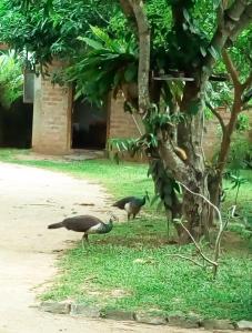 mirissa