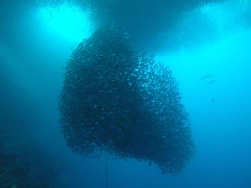 moalboal