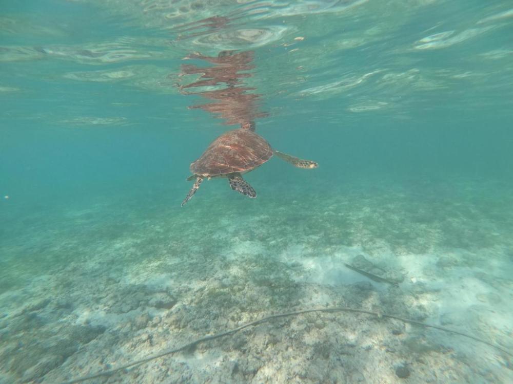 moalboal