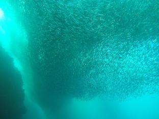 moalboal