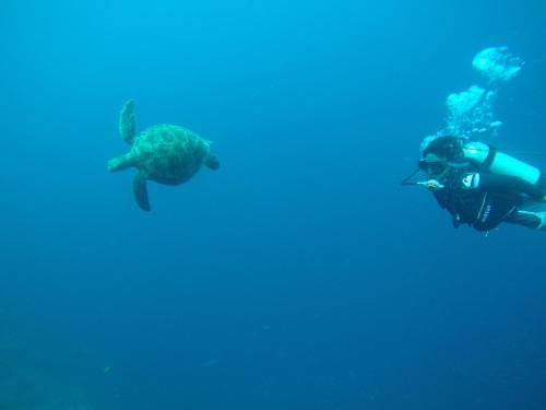 moalboal