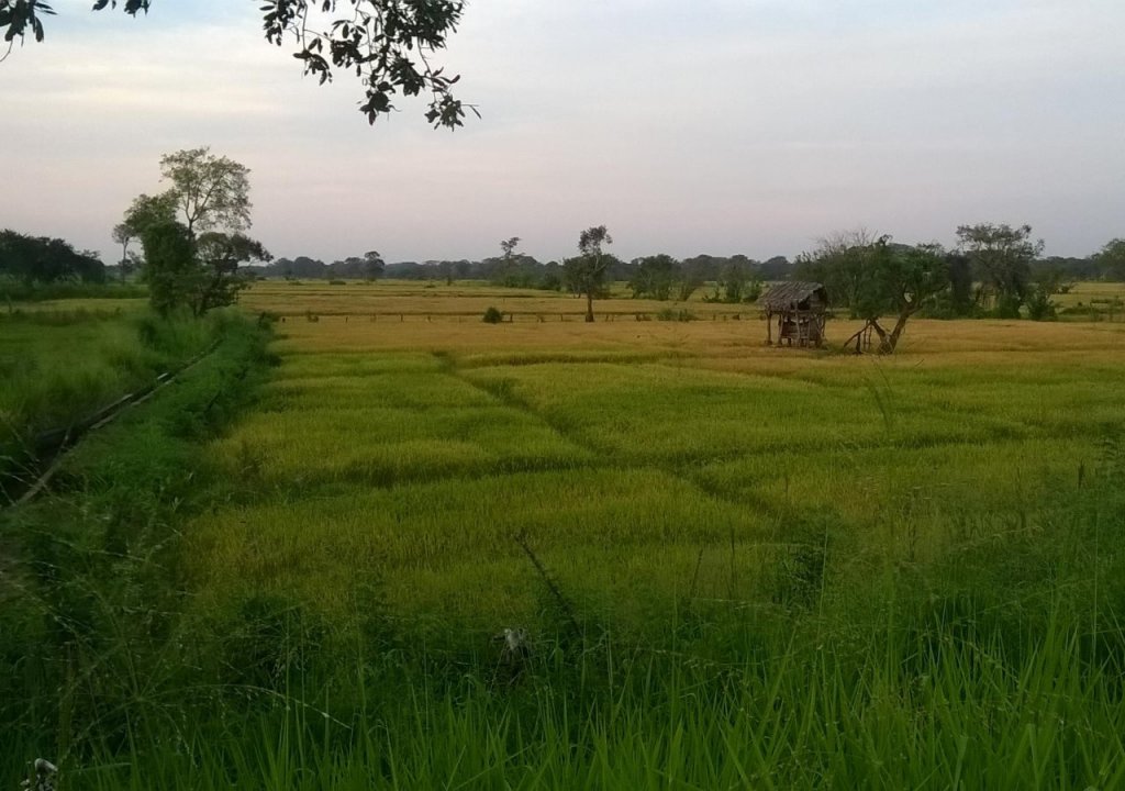 hotel kashyapa kingdom view