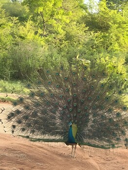 avian garden udawalawe