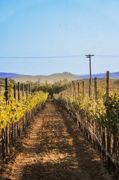 hotel surya pantai losari