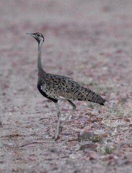 Lochinvar Safari Lodge,,2.5 star