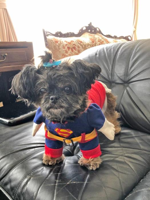 clover house sapporo q