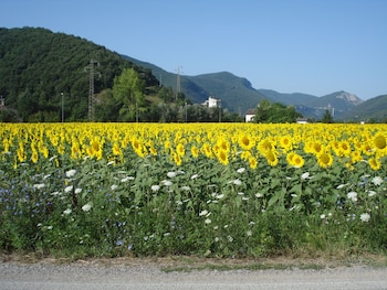 arrone