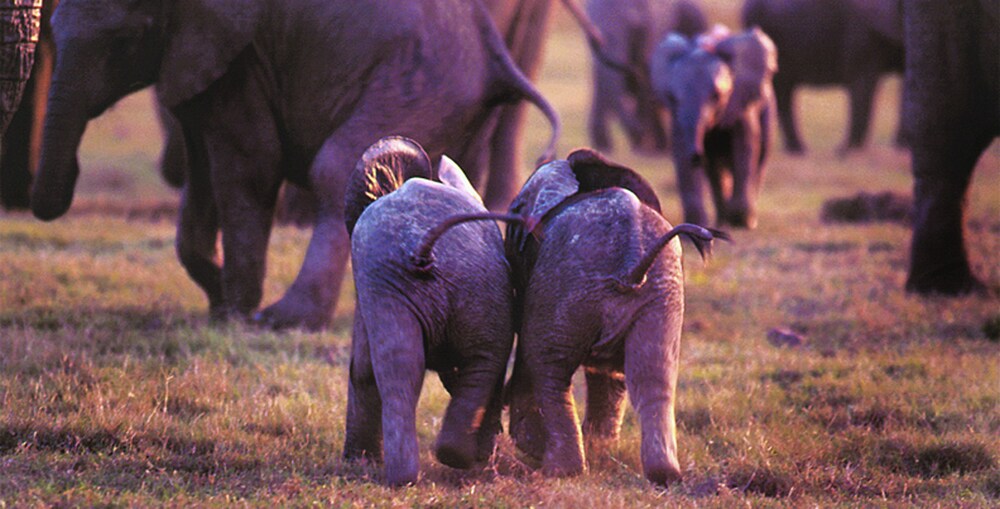 gorah elephant camp