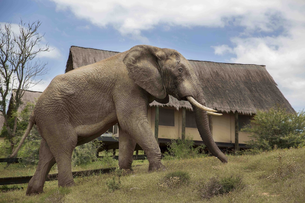 gorah elephant camp