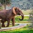 gorah elephant camp