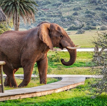 gorah elephant camp