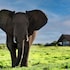 gorah elephant camp