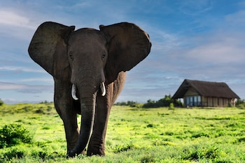 gorah elephant camp