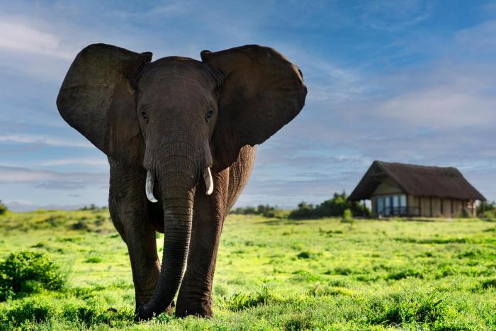 gorah elephant camp