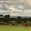 addo