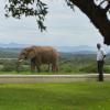 addo