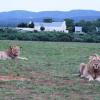 addo