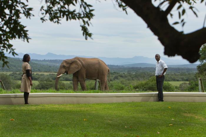 addo