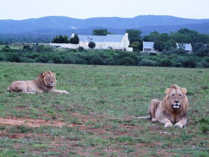 addo
