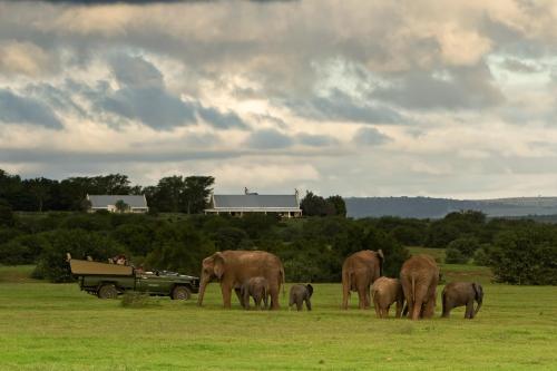 addo