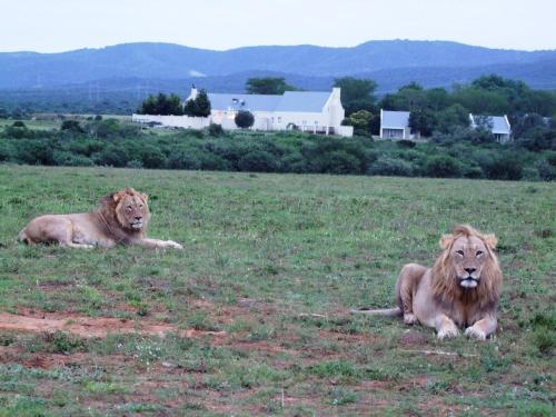 addo