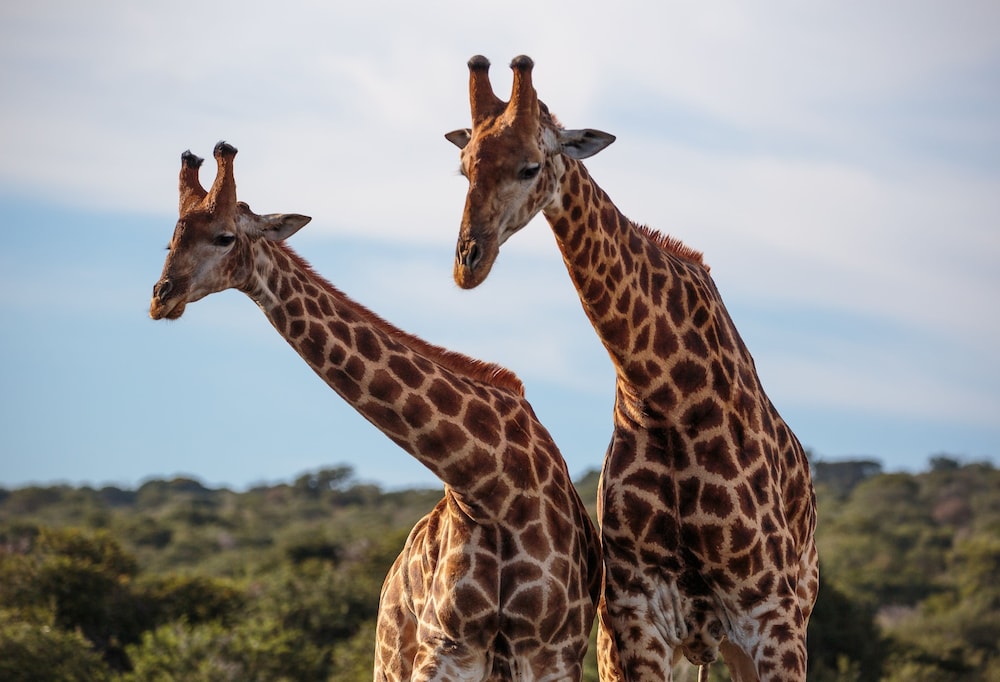 bukela game lodge