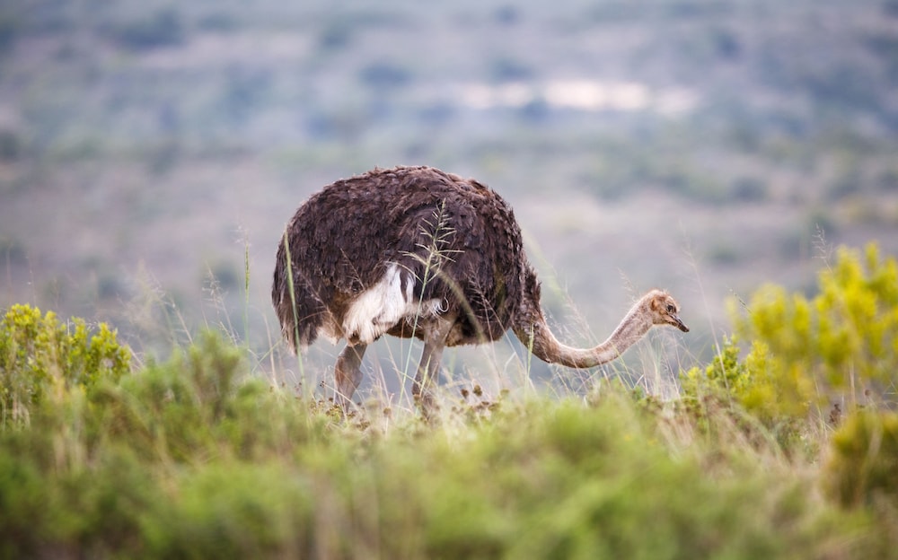 bukela game lodge