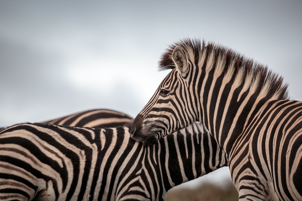 bukela game lodge