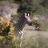 bukela game lodge