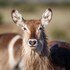 bukela game lodge