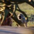 bukela game lodge