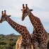 bukela game lodge