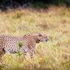 bukela game lodge