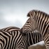 bukela game lodge