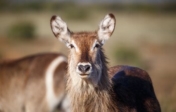 bukela game lodge