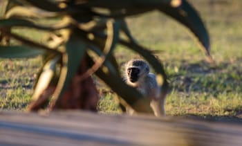 bukela game lodge