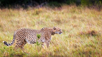 bukela game lodge