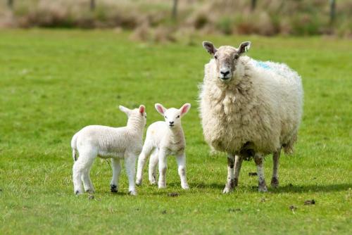 willow house bed and breakfast and orchard studios self catering