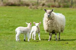 willow house bed and breakfast and orchard studios self catering