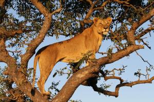 sungulwane private game lodge
