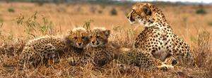sungulwane private game lodge
