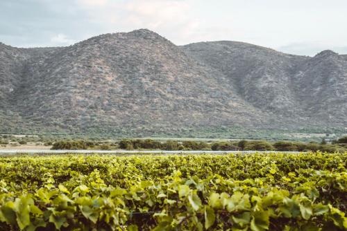 otavi vineyards self catering and camping
